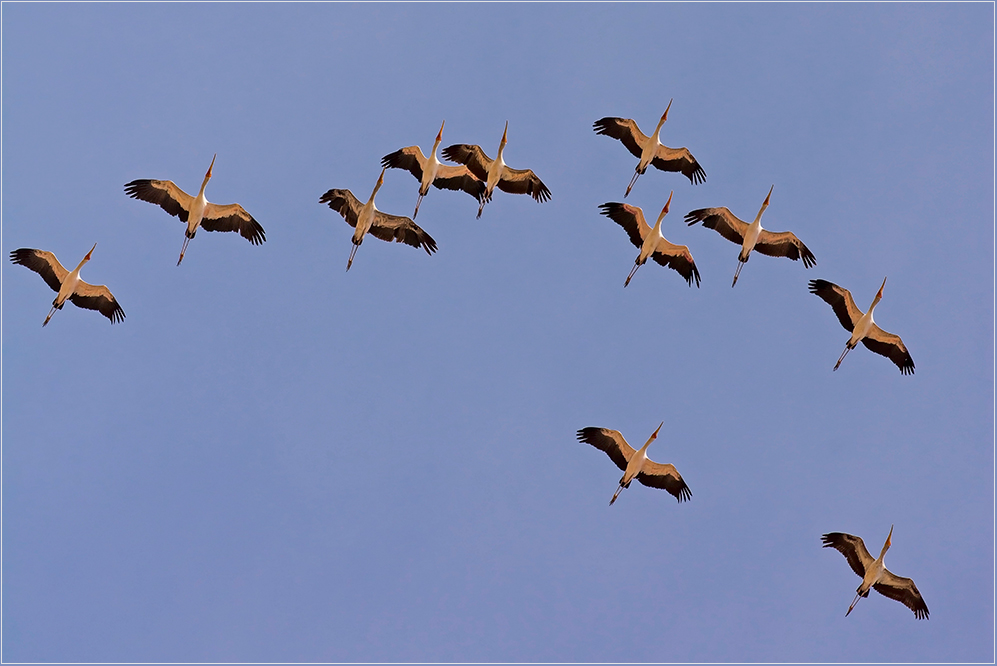 Sattelstörche (Ephippiorhynchus senegalensis)