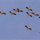 Sattelstörche (Ephippiorhynchus senegalensis)