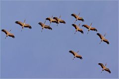 Sattelstörche (Ephippiorhynchus senegalensis)