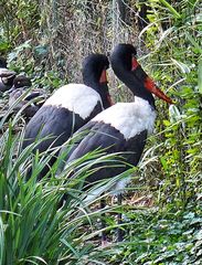 Sattelstörche im Kölner Zoo