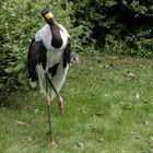 Sattelstorch 001 