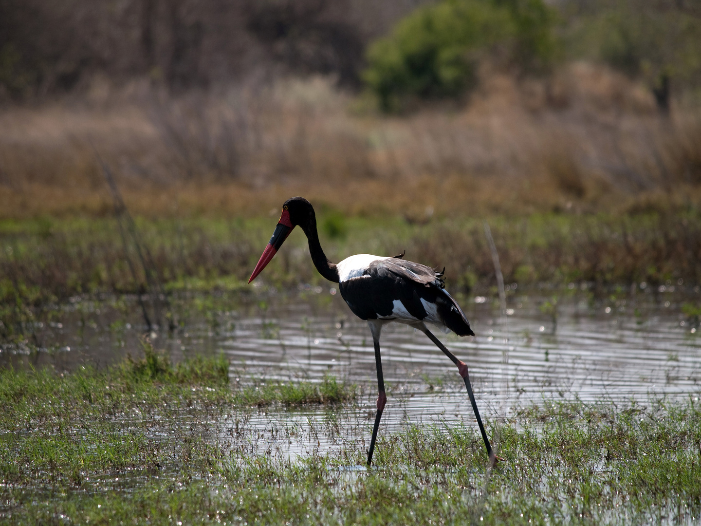 Sattelstorch