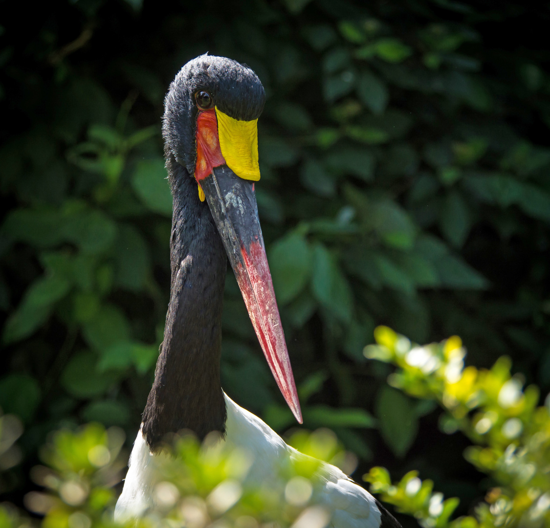 Sattelstorch 