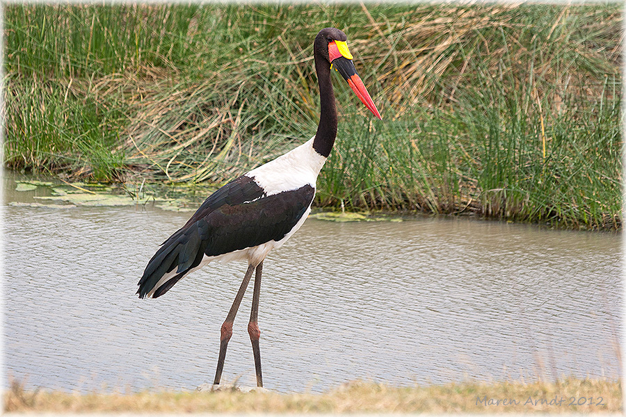 Sattelstorch