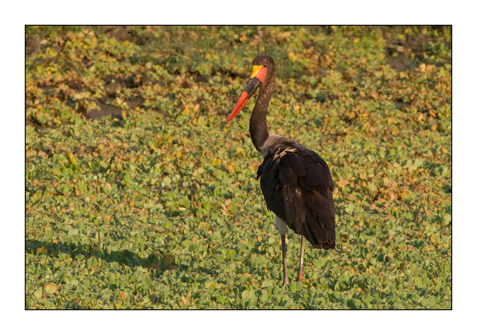 Sattelstorch