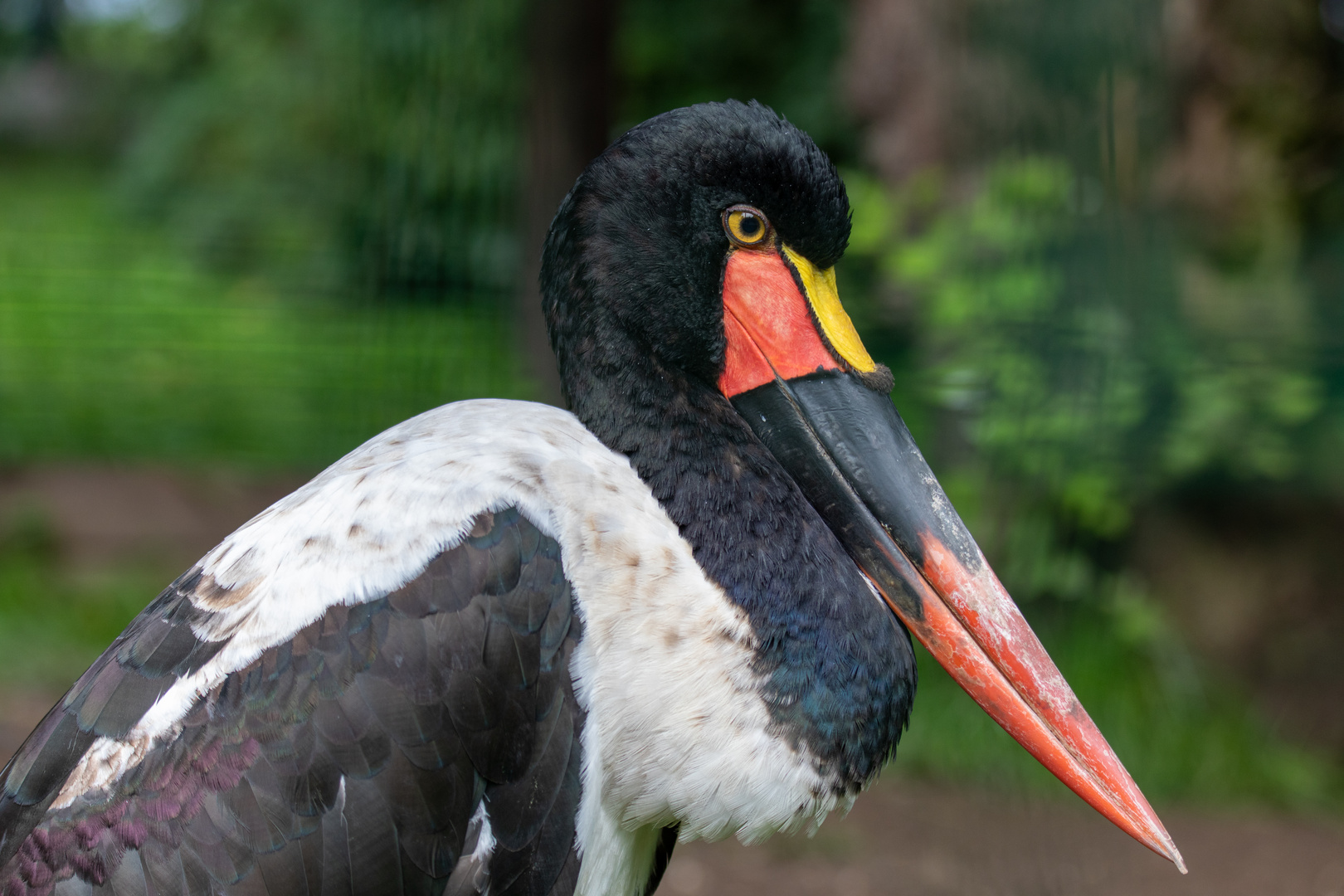 Sattelstorch