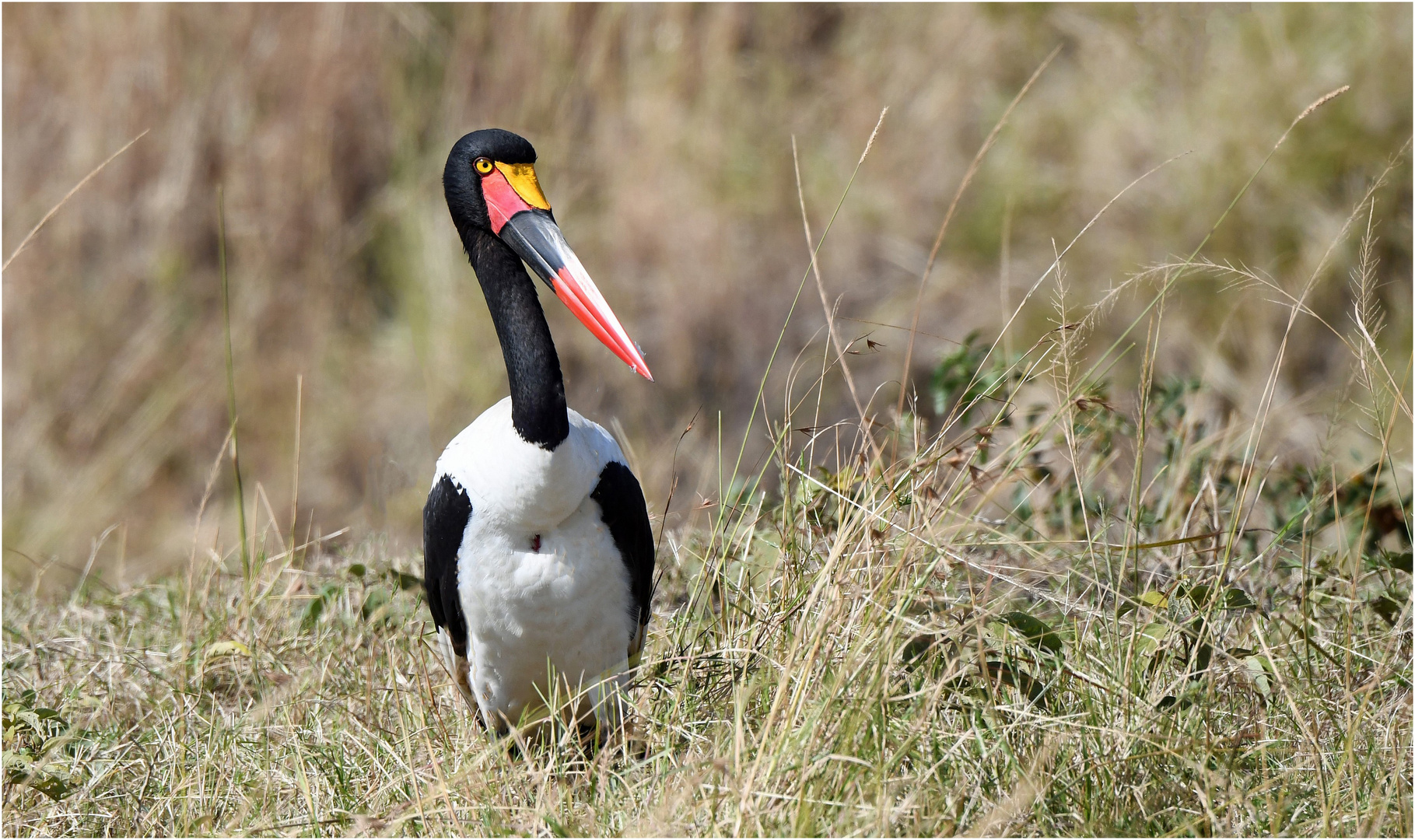 Sattelstorch