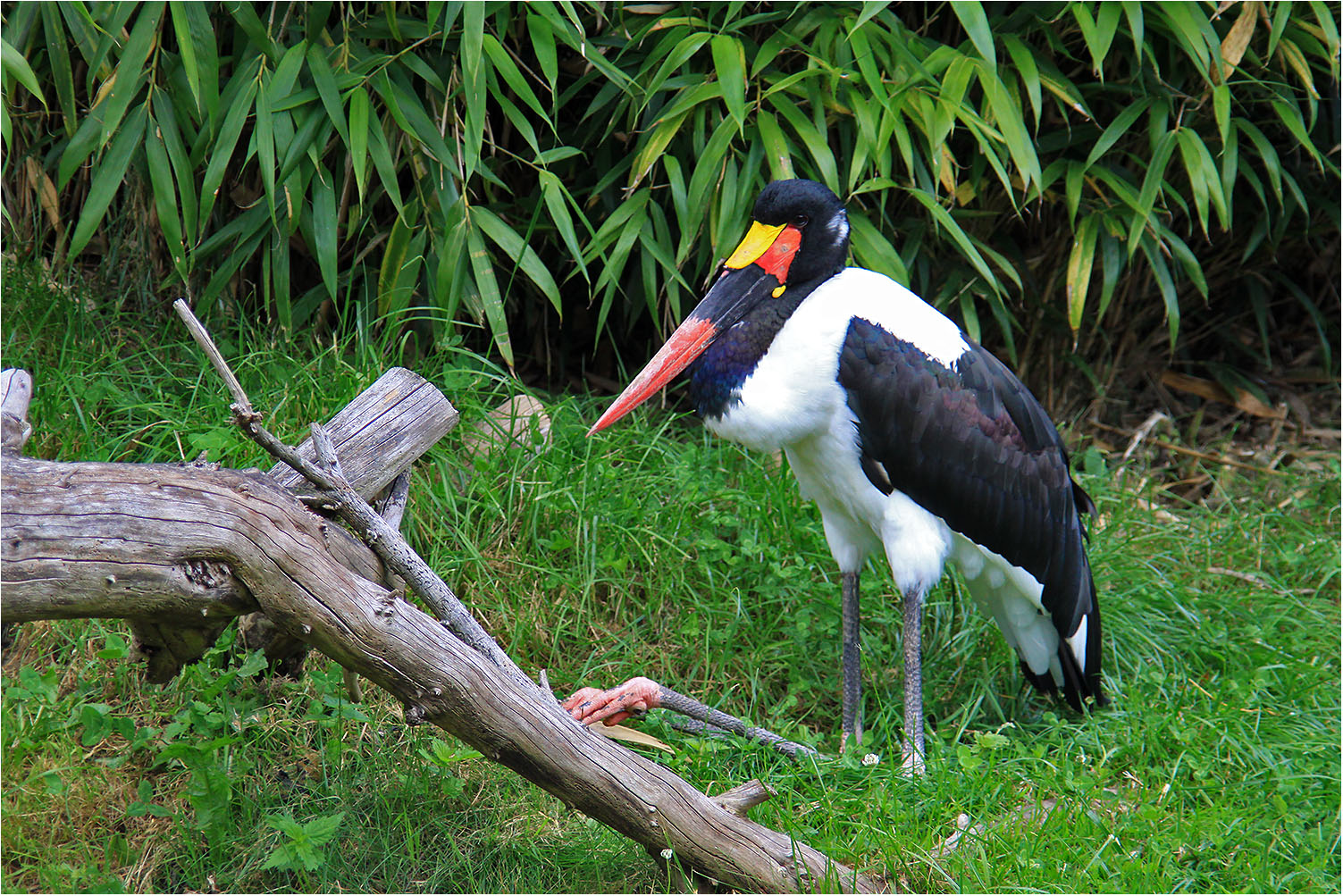 Sattelstorch