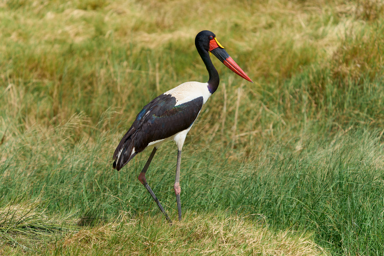 Sattelstorch