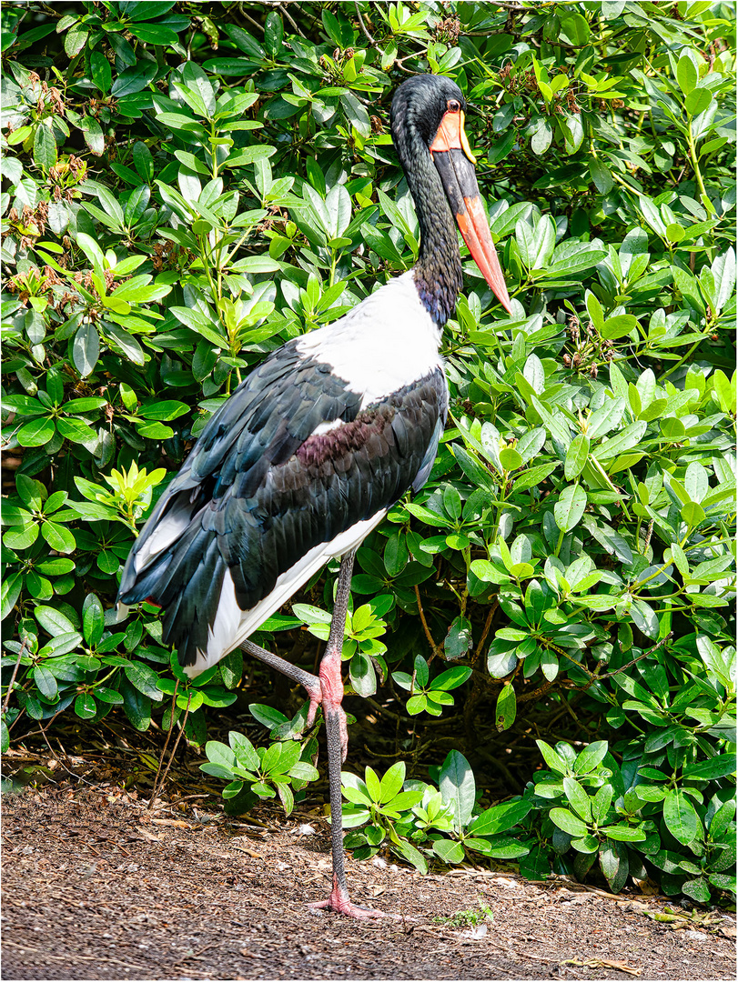 Sattelstorch