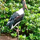 Sattelstorch