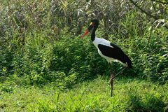 Sattelstorch