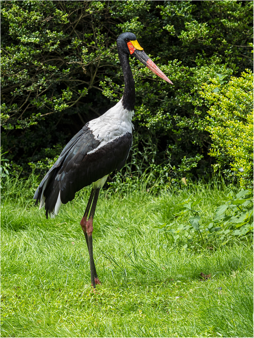 Sattelstorch