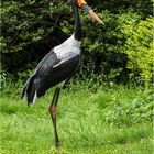 Sattelstorch