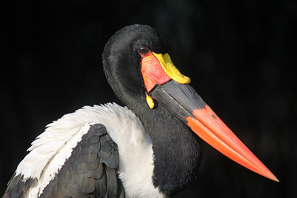 Sattelstorch