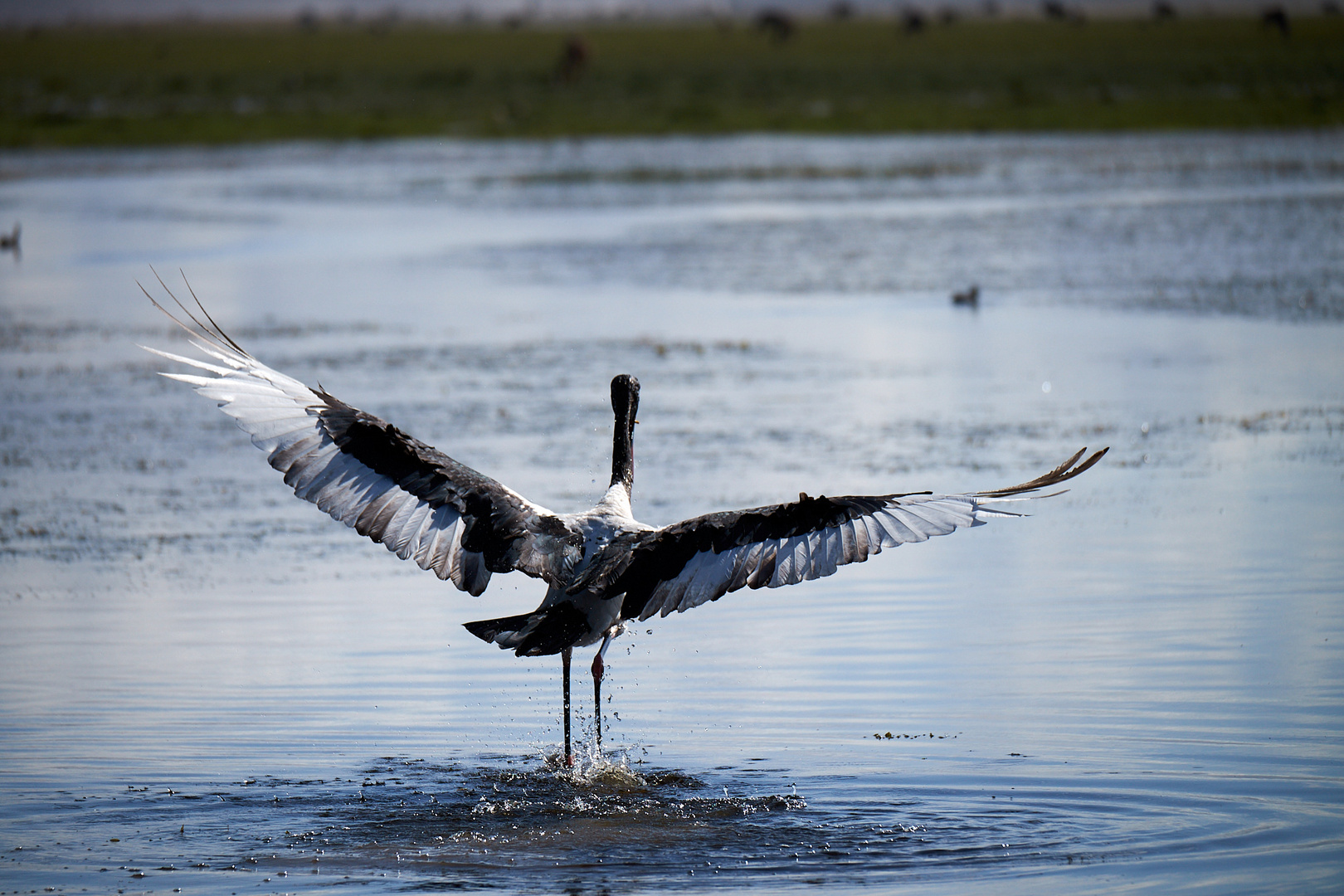 Sattelstorch