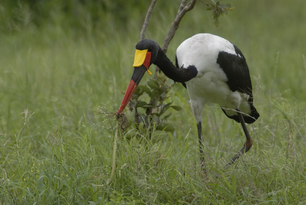 Sattelstorch