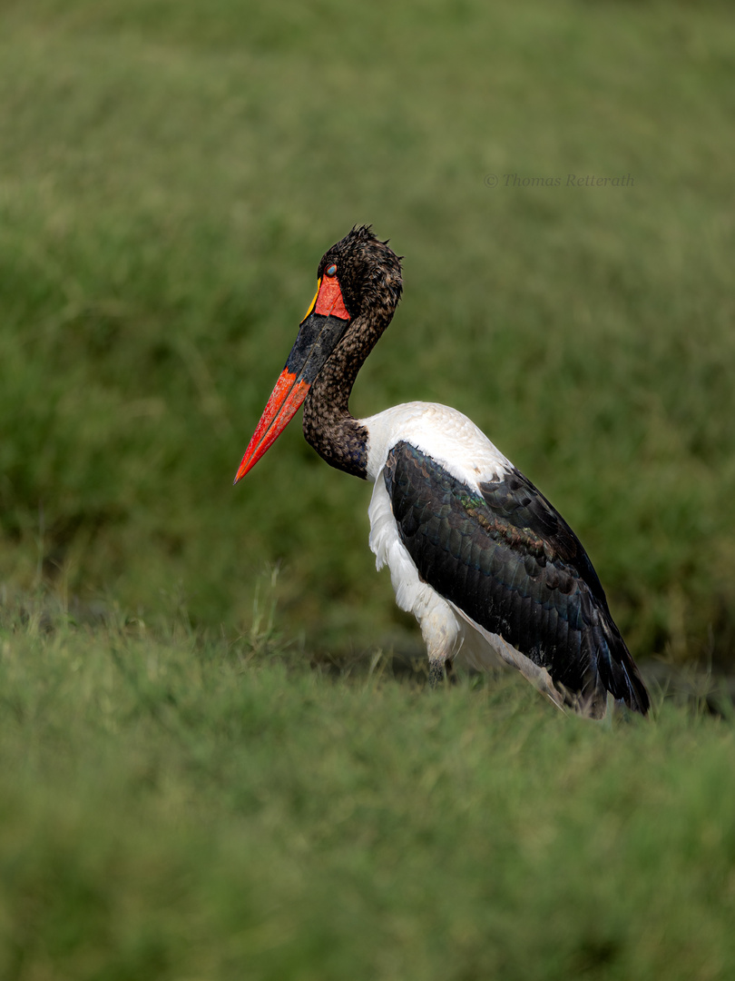 Sattelstorch