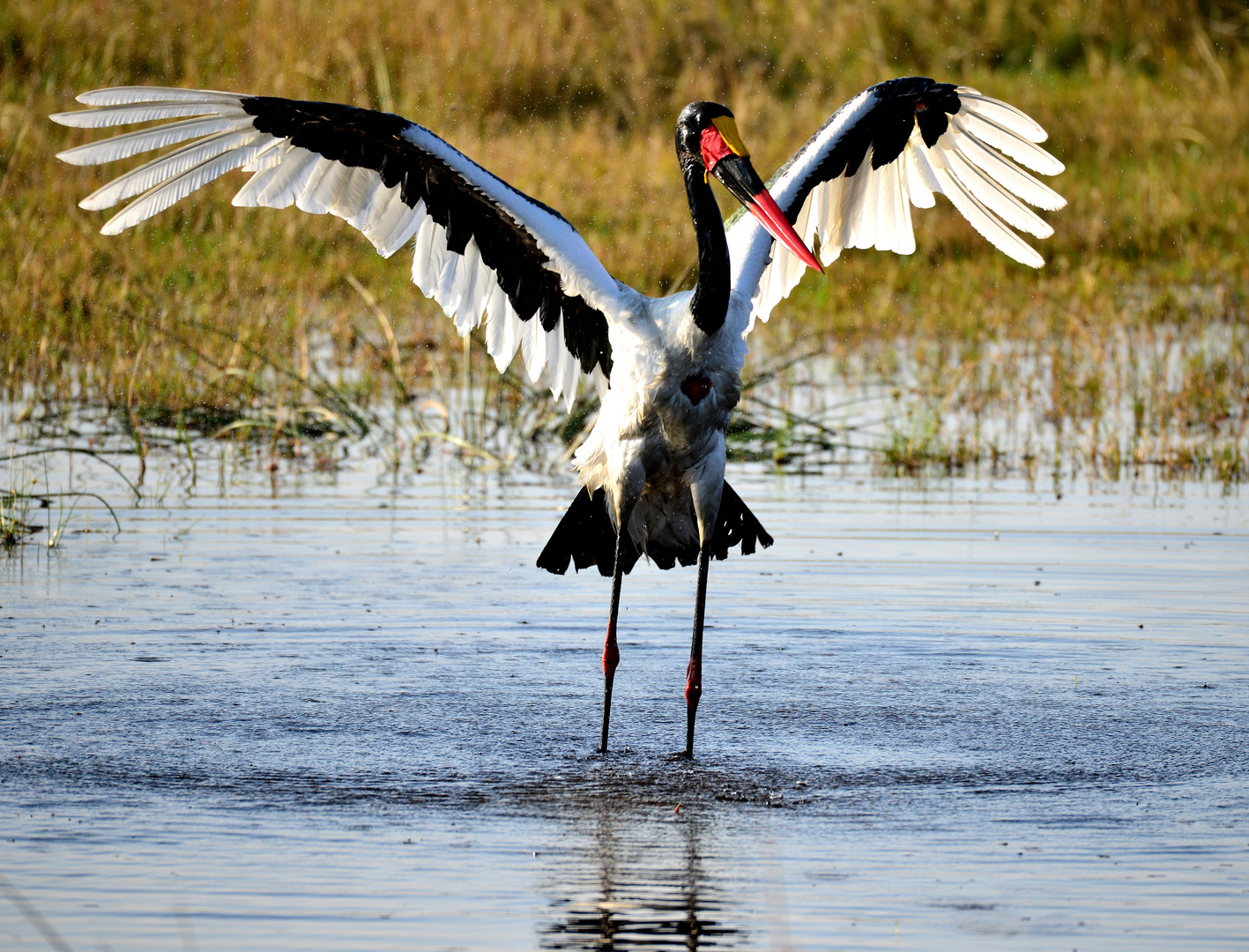 Sattelstorch