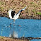 Sattelstorch auf Beutejagd