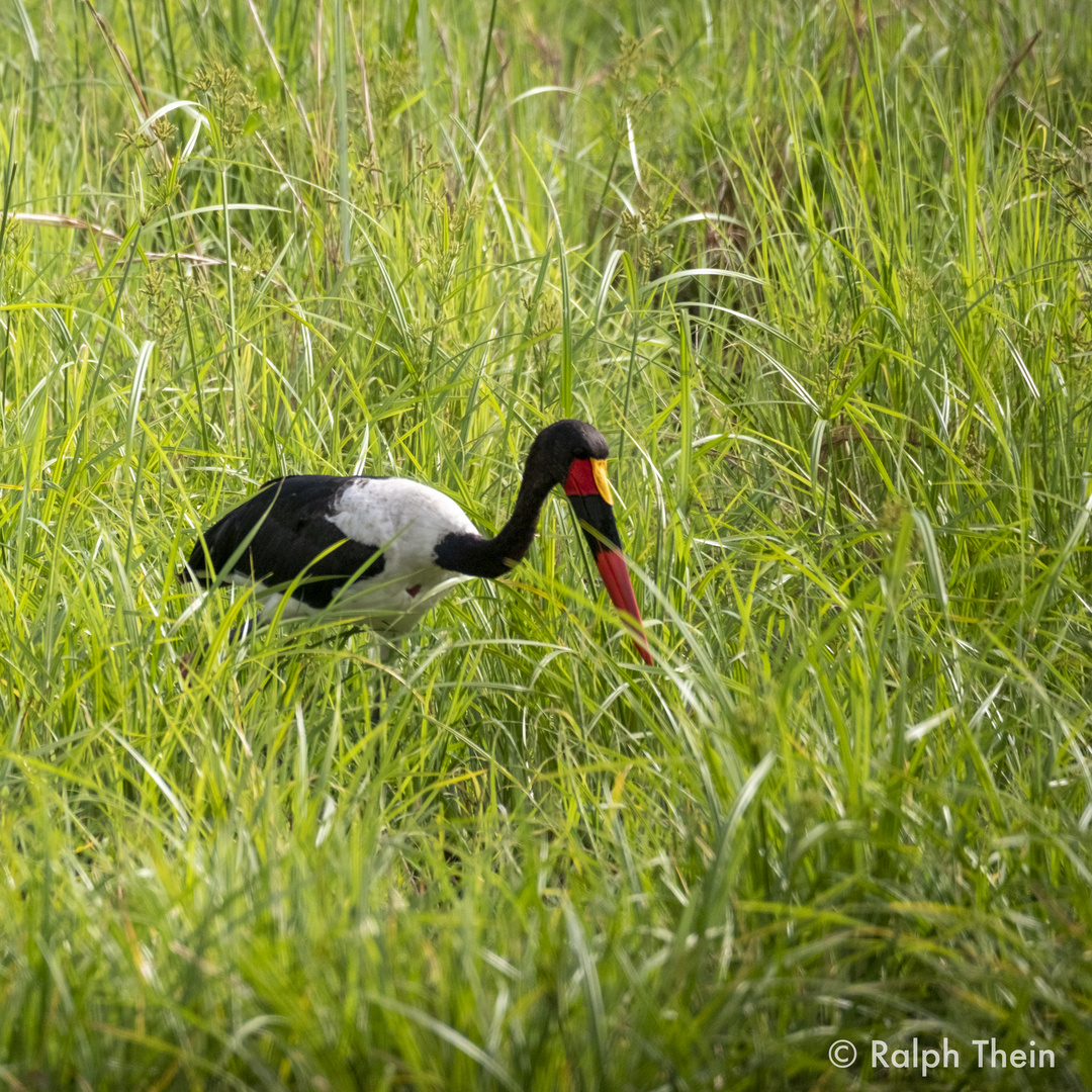 Sattelstorch