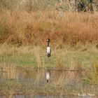 Sattelstorch