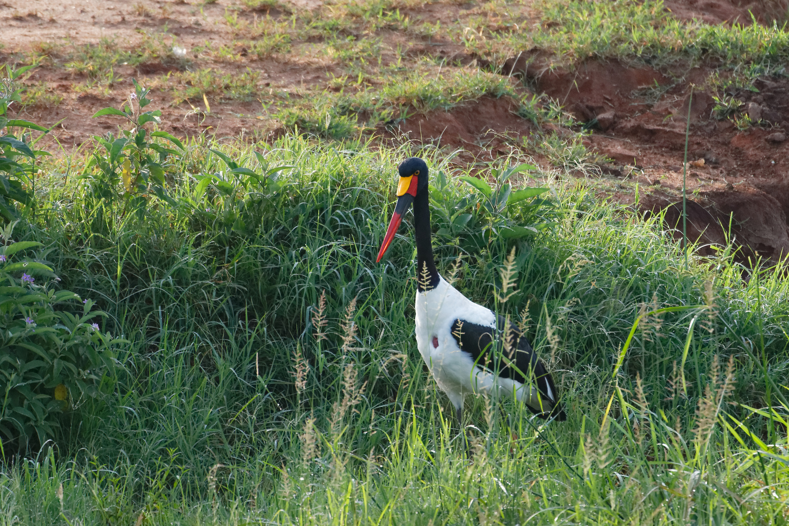 Sattelstorch