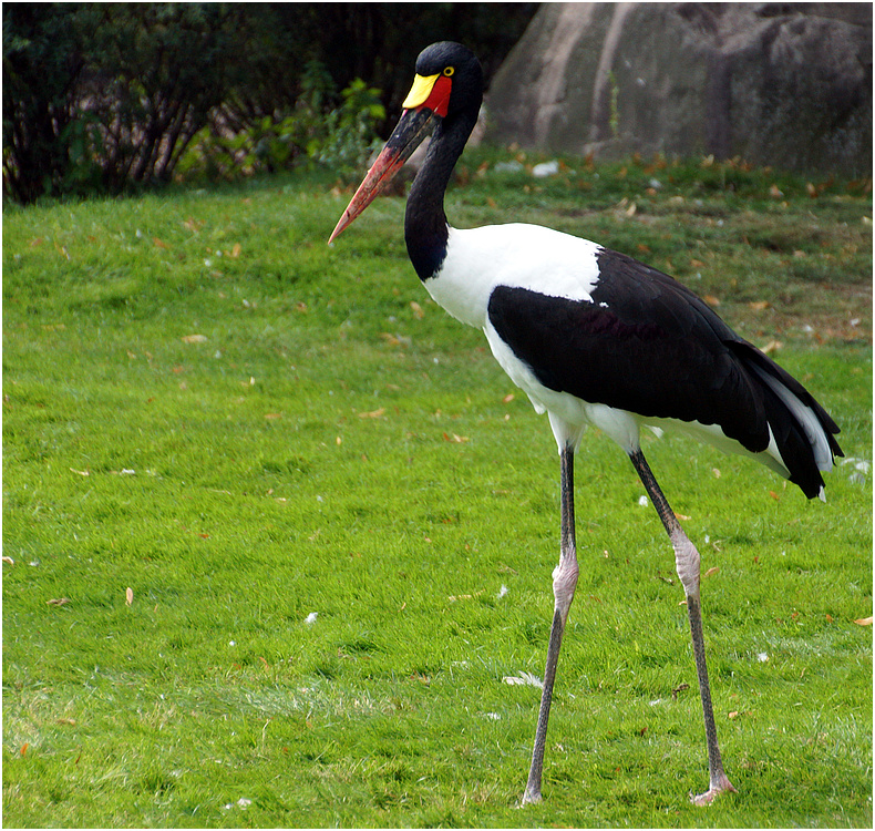 Sattelstorch