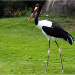 Sattelstorch