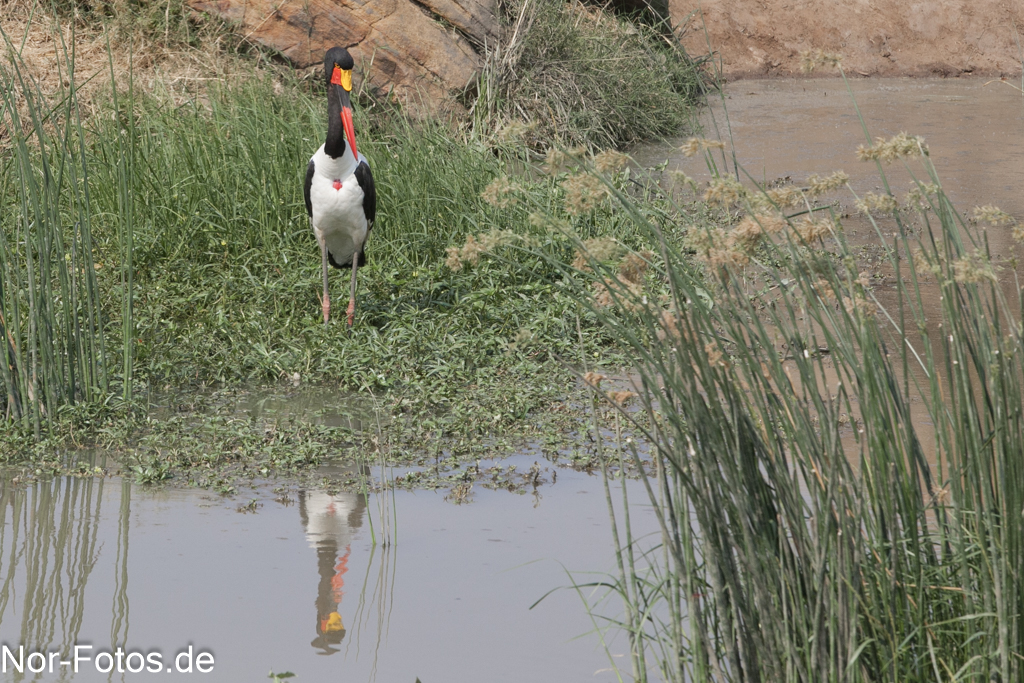 Sattelstorch (drei farb Storch)