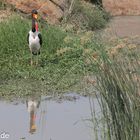 Sattelstorch (drei farb Storch)