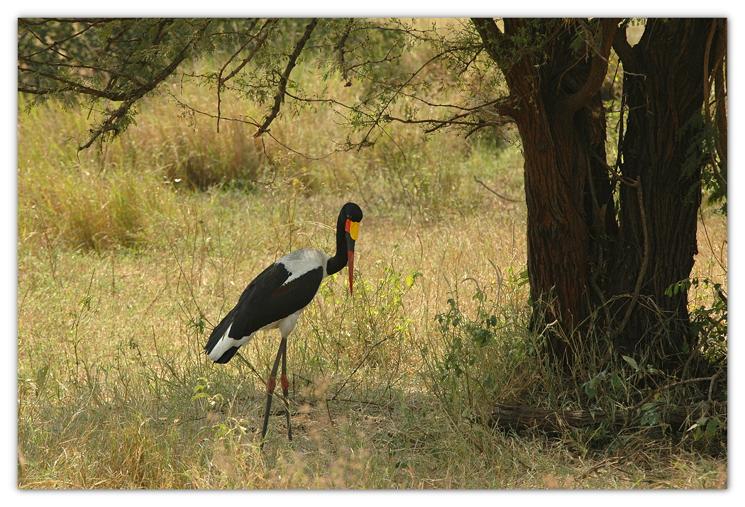 sattelstorch