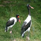 Sattelstorch - Ephippiorhynchus senegalensis