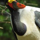 Sattelstorch (Ephippiorhynchus senegalensis)