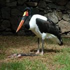 Sattelstorch (Ephippiorhynchus senegalensis)