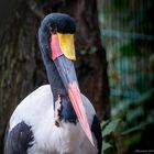 Sattelstorch Ephippiothynchus senegalensis 