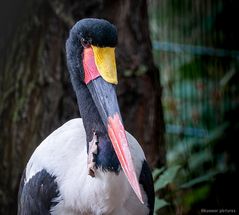 Sattelstorch Ephippiothynchus senegalensis 