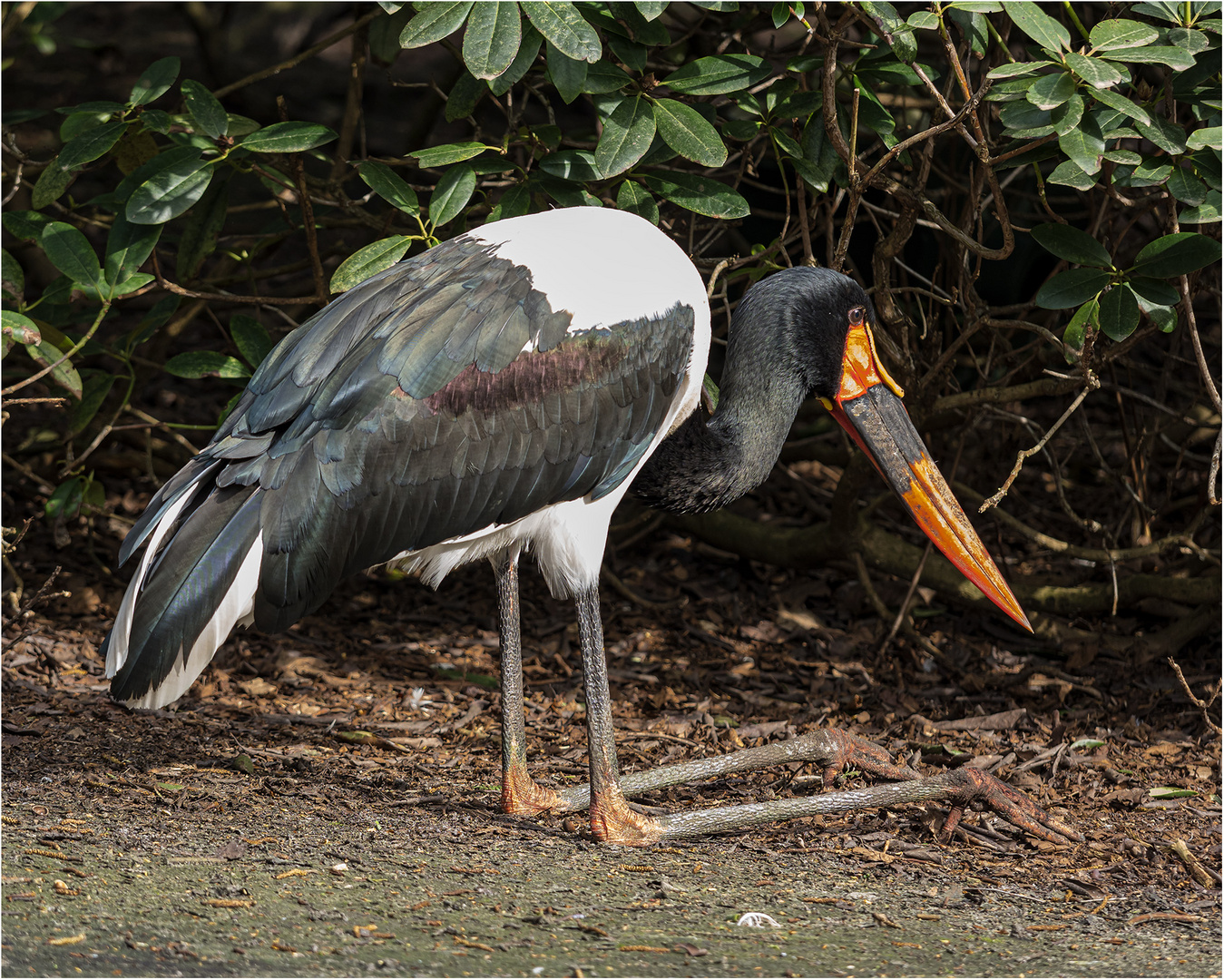 Sattelstorch