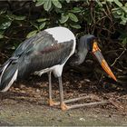 Sattelstorch