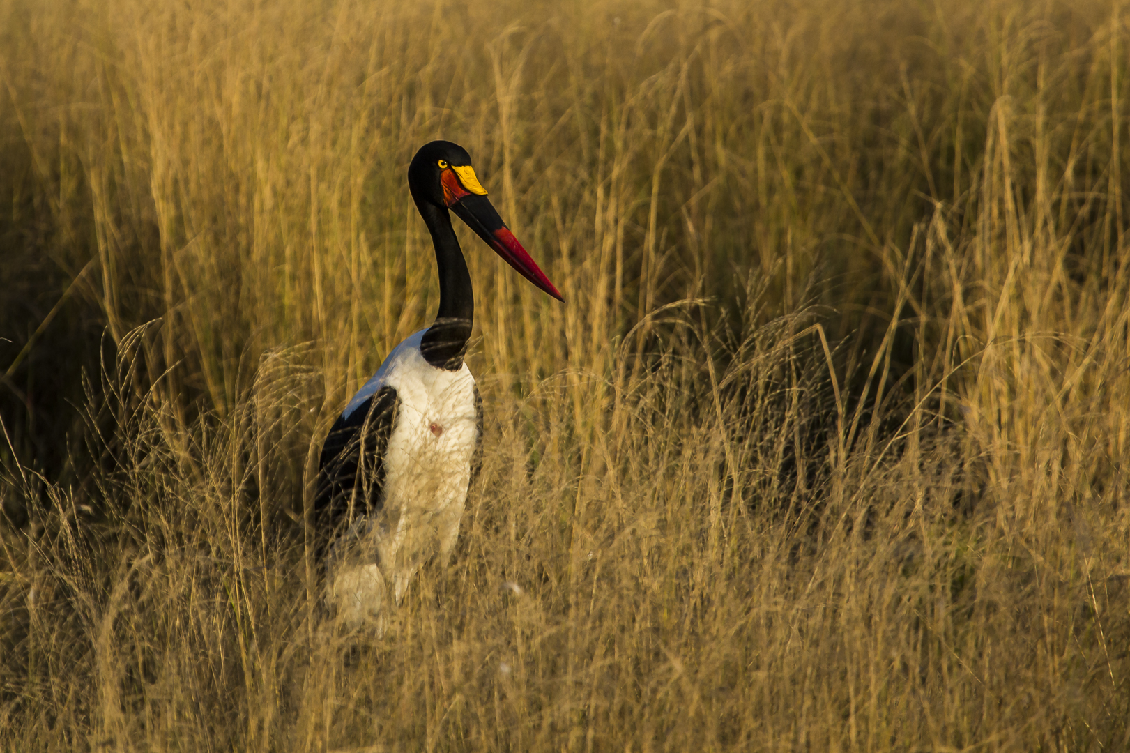 Sattelstorch im Abendlicht