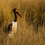 Sattelstorch im Abendlicht