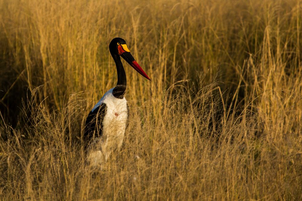 Sattelstorch im Abendlicht