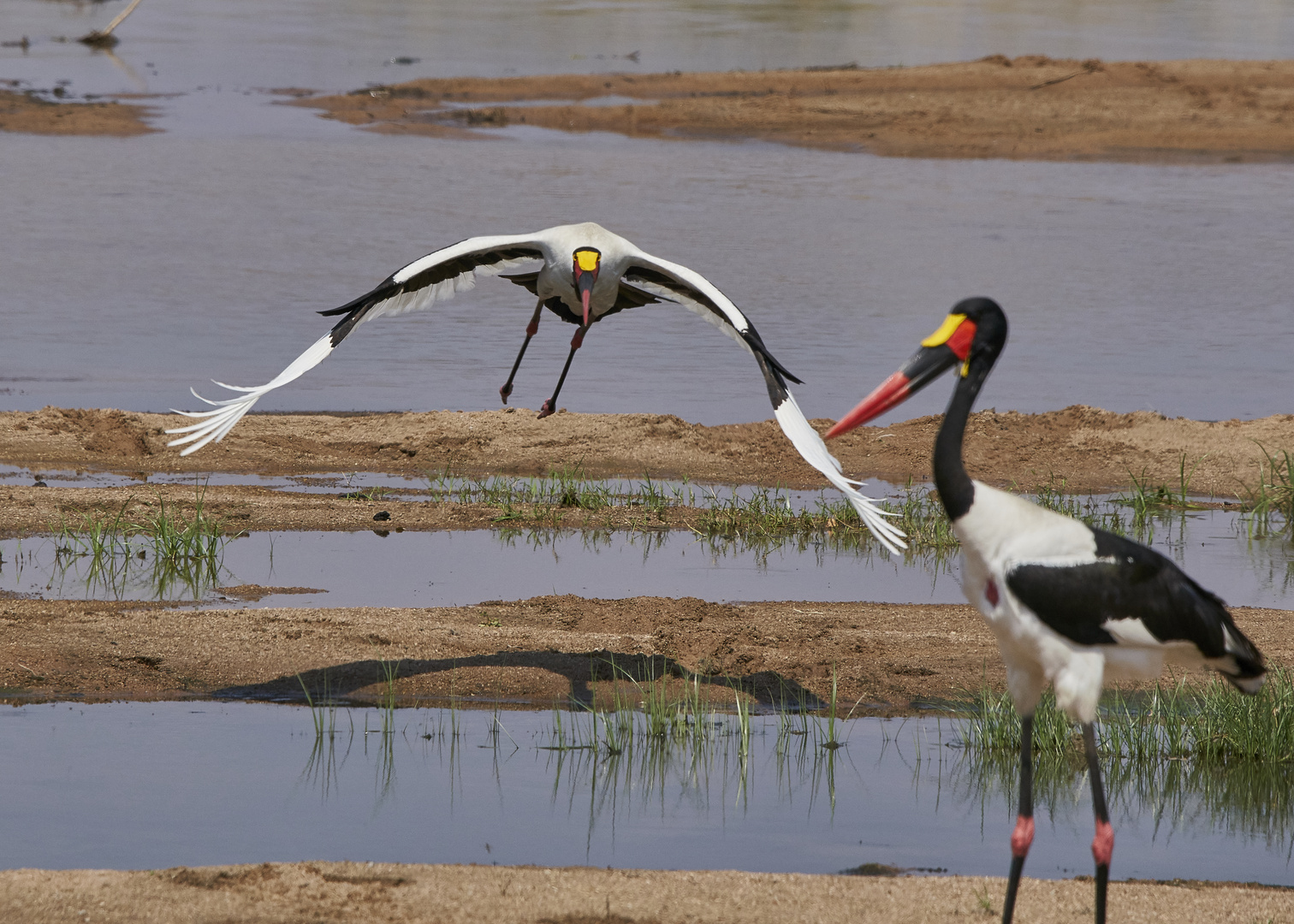 Sattelstorch im Anflug