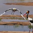 Sattelstorch im Anflug