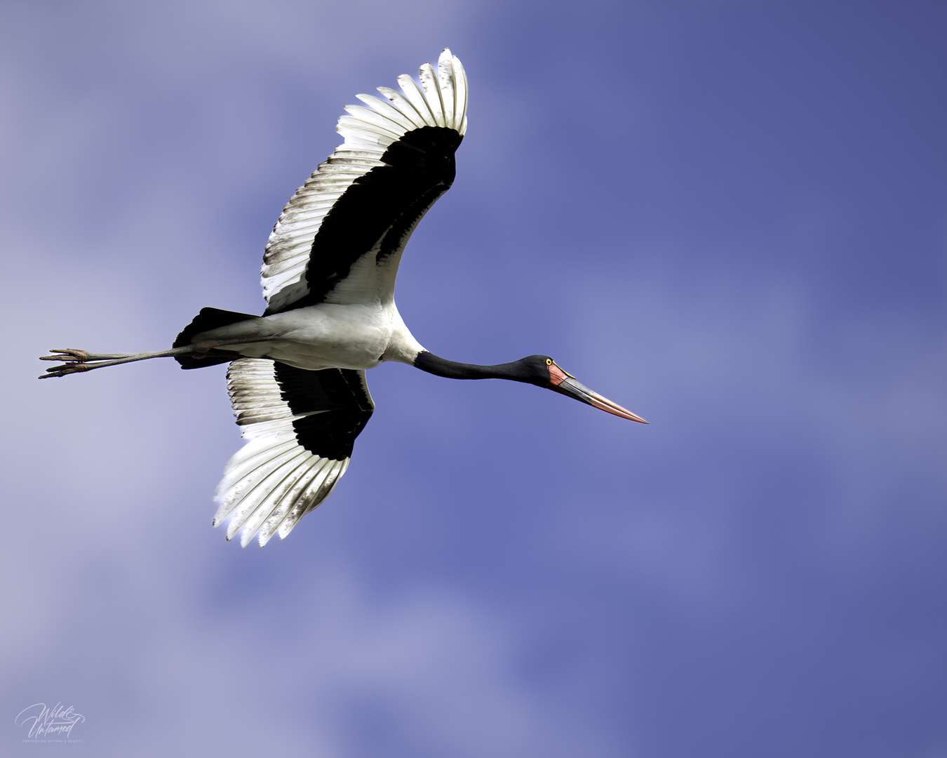 Sattelstorch im Flug