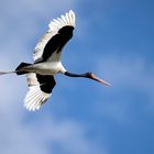 Sattelstorch im Flug