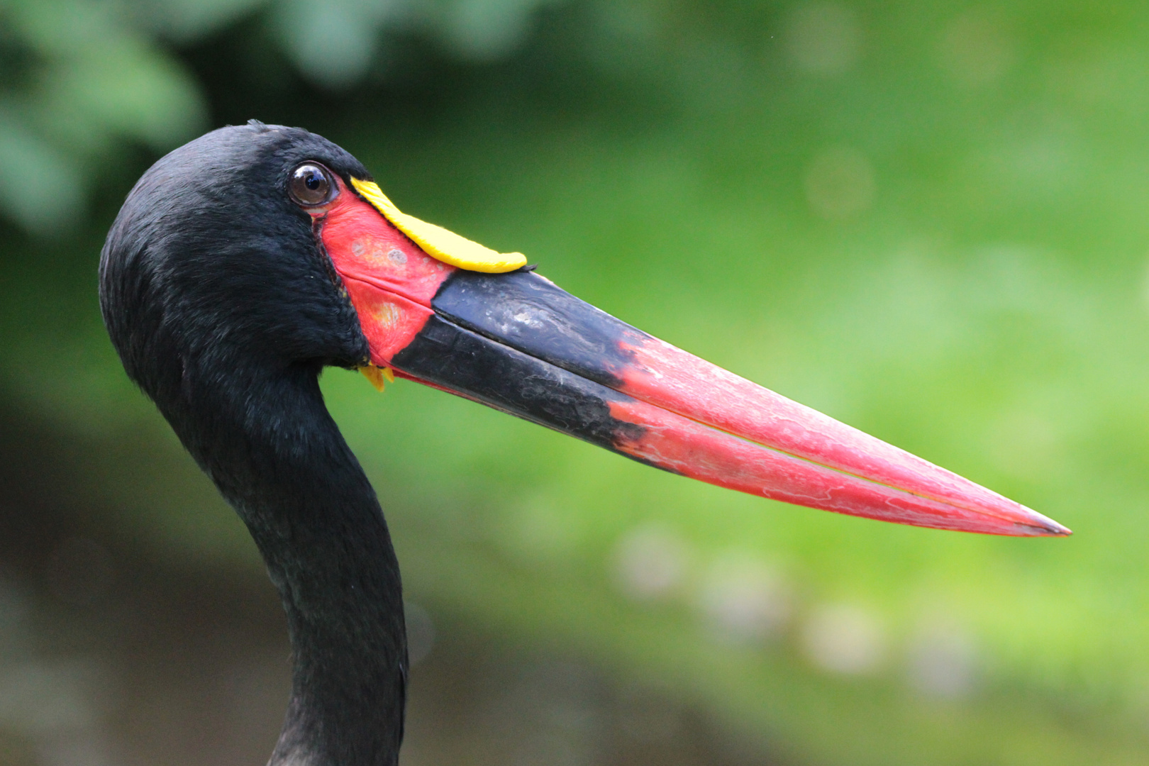 Sattelstorch im Vogelpark Walsrode