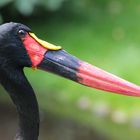 Sattelstorch im Vogelpark Walsrode