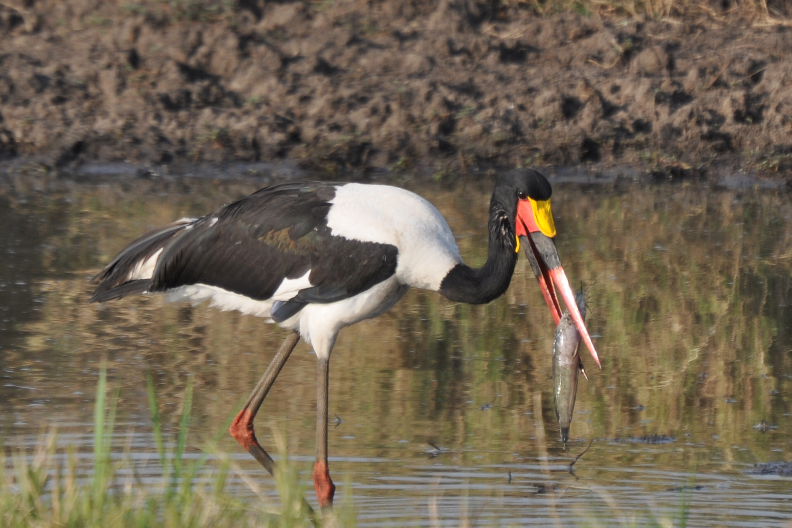 Sattelstorch mit Fisch