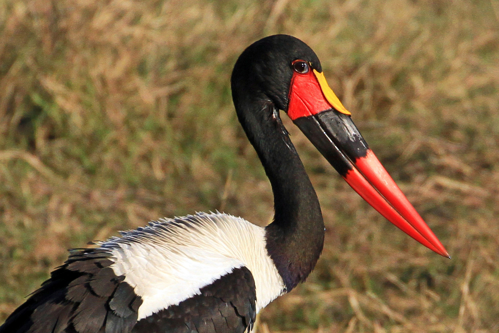 Sattelstorch, Moremi Game Reserve, Botswana